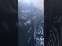 Lechón Roces del campo petrolífero